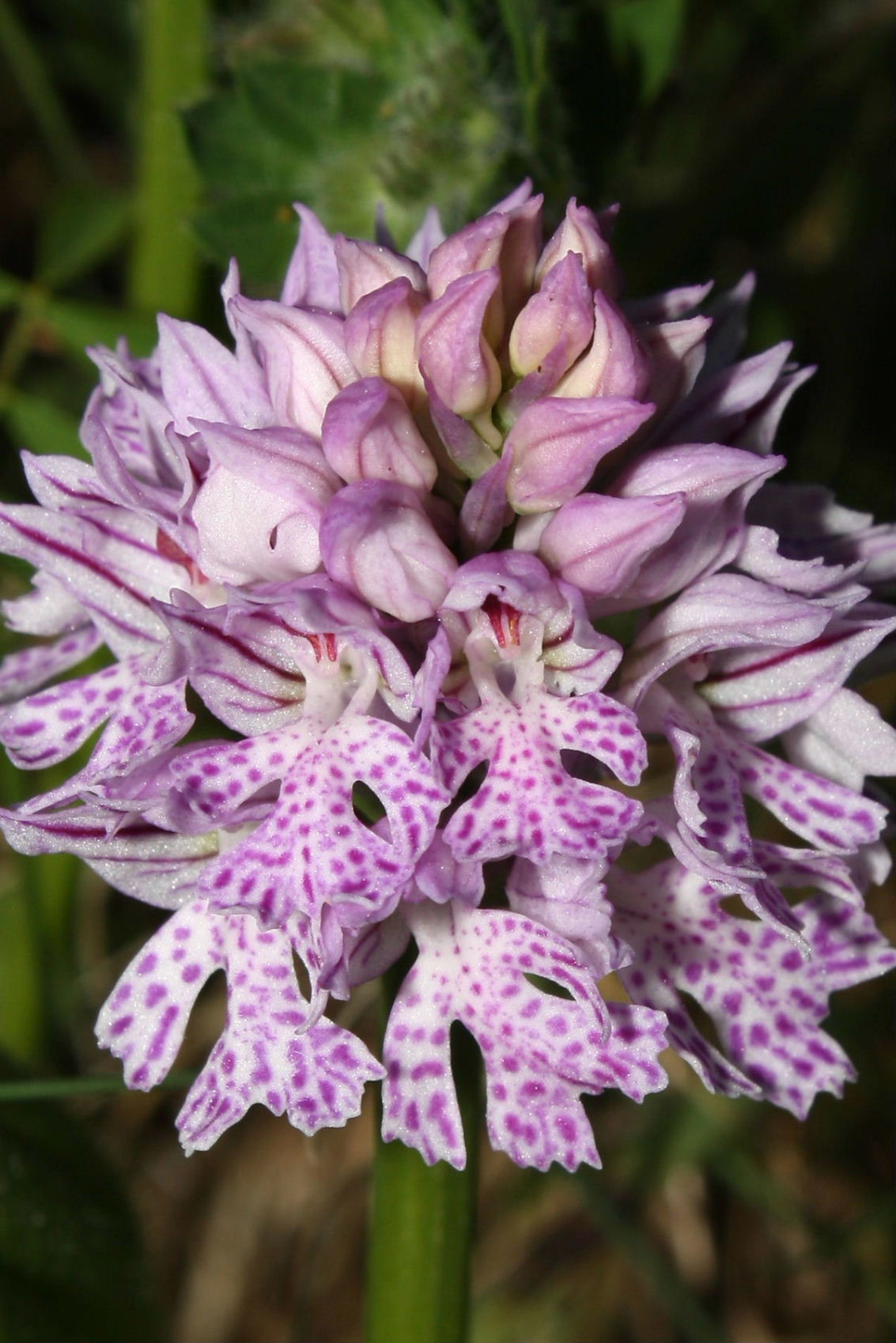 Neotinea tridentata e Neotinea lactea